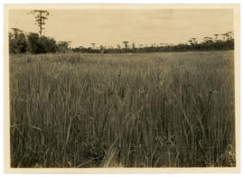 Plantação de arroz em Canoinhas
